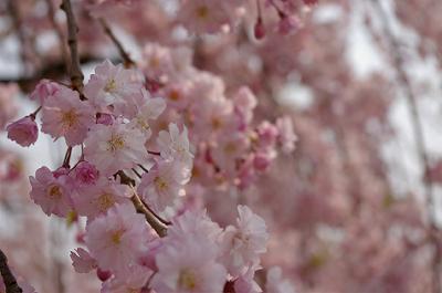 4月23日(水)の公園の様子です_d0131668_19184832.jpg
