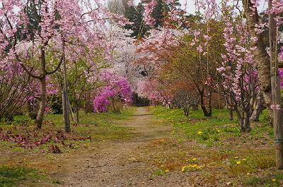 4月23日(水)の公園の様子です_d0131668_19213126.jpg