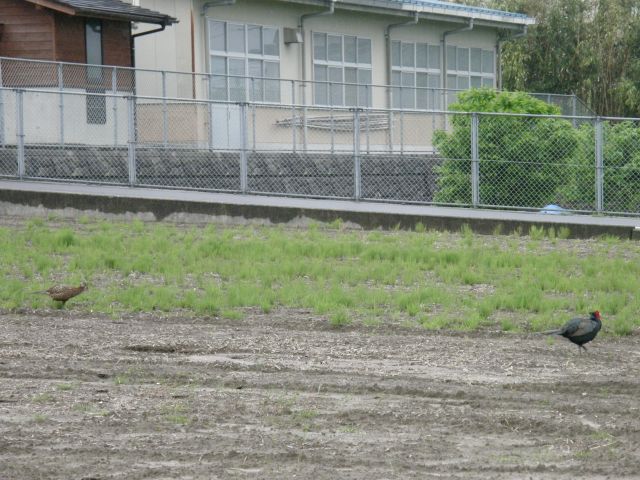 雨の日に_c0042869_2121223.jpg