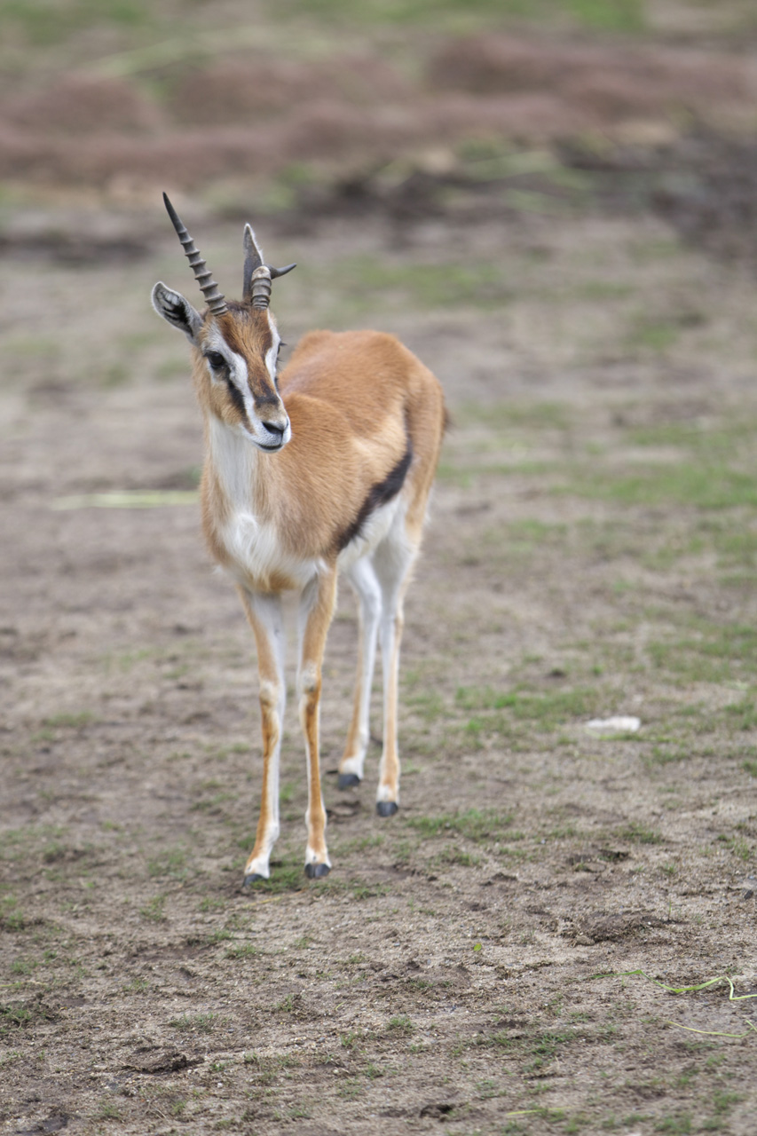 天王寺動物園408 獣道でグダグダ日記