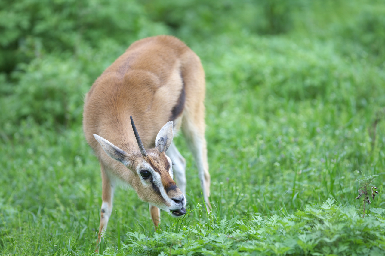天王寺動物園408 獣道でグダグダ日記 天王寺動物園408 獣道でグダグダ日記