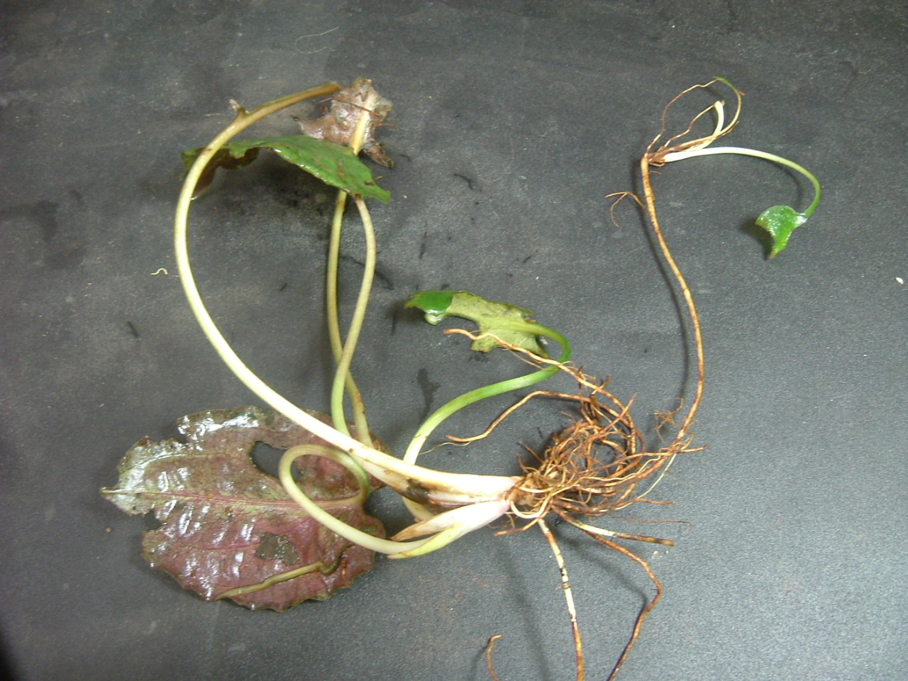 a0067578_08797.jpg