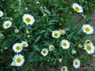c0135480_0243395.jpg
