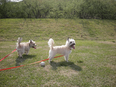 e0066883_18125756.gif