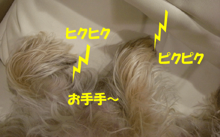 e0066883_19325994.gif