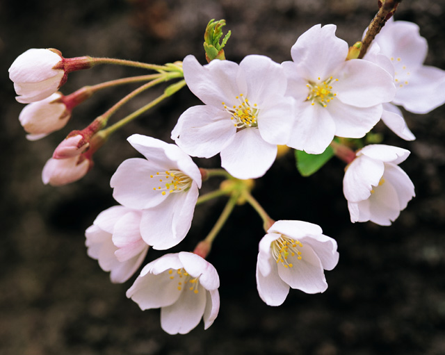 桜の花が満開に_f0118184_14114530.jpg