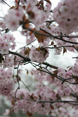 桜開花～！_d0012285_22584288.jpg