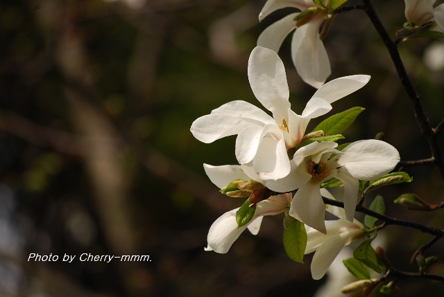 春のお花を少し・・♪_c0156789_17371553.jpg