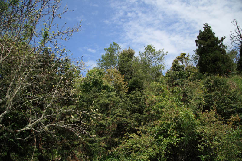 d0147002_1337862.jpg