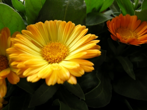 c0156908_9143072.jpg