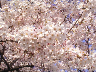 桜の花_e0097212_14174421.jpg
