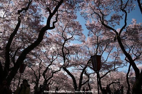 高遠の桜_a0020615_0113397.jpg