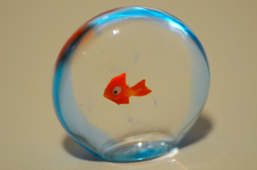 ベネチアン金魚 : miel*sucre ベネチアン金魚 : miel*sucre