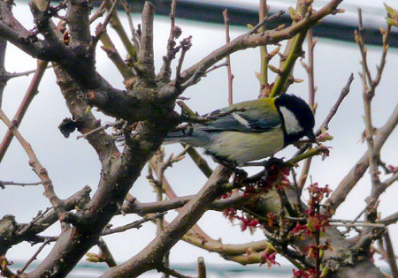 シジュウカラ_d0066822_214340.jpg