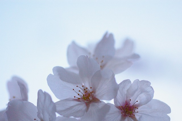 sakura　photo 百花繚乱２_c0112724_13223230.jpg