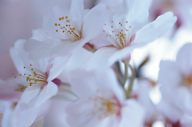 sakura　photo 百花繚乱２_c0112724_13253646.jpg