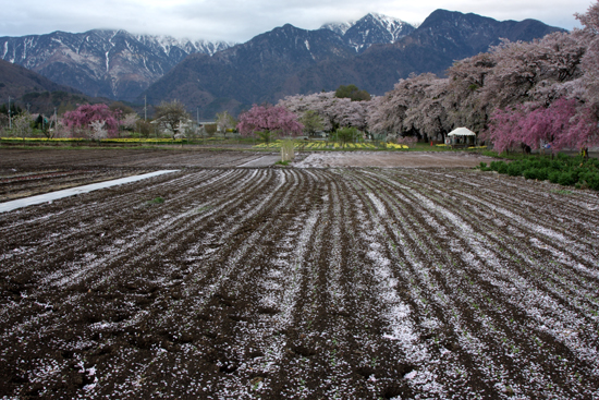 桜散る甲斐駒ヶ岳山麓_f0081726_22252572.jpg