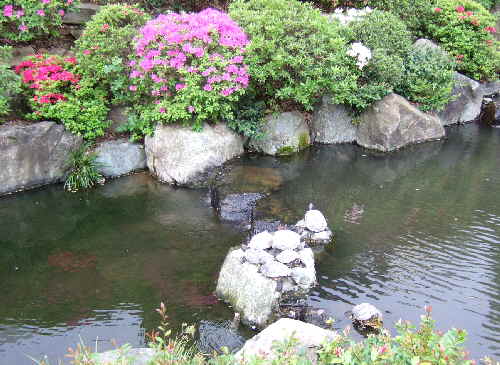 根津神社つつじ祭り（4月24日）_e0112128_2384535.jpg