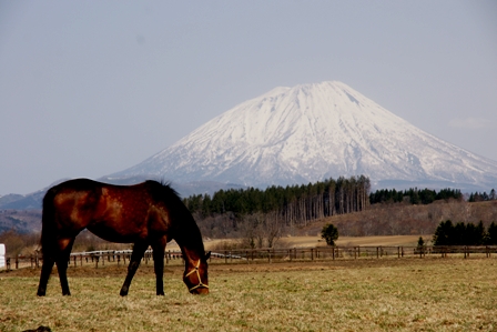 お馬さん_f0046128_8193034.jpg