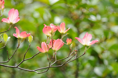 神代植物公園のお花たち_e0054635_16105494.jpg