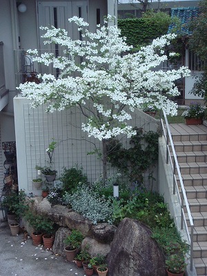 玄関下花壇のハナミズキが満開 斑入りコデマリの今 Yoko Gardenの小部屋