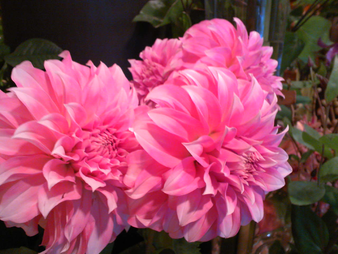 b0137240_13172266.jpg