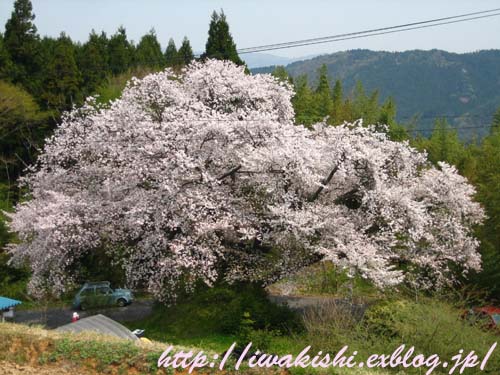 4月23日　田人の石割桜_f0105342_10585939.jpg