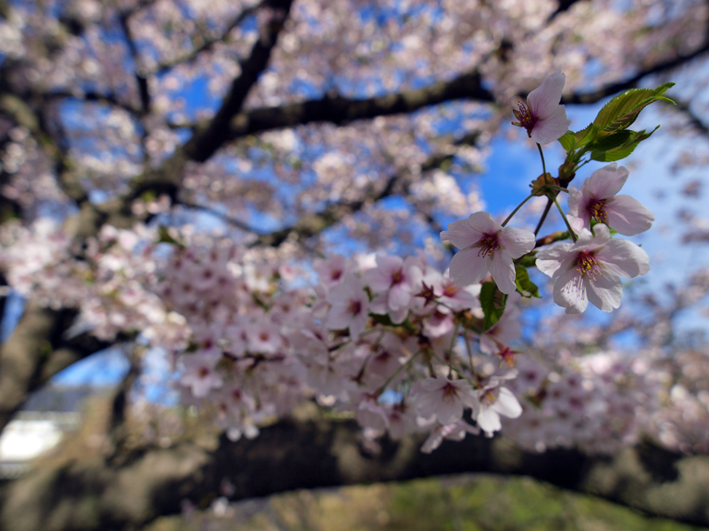 信州撮影旅行　～上田城址4～ _b0135347_23315362.jpg