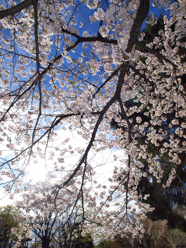 信州撮影旅行　～上田城址4～ _b0135347_23324448.jpg