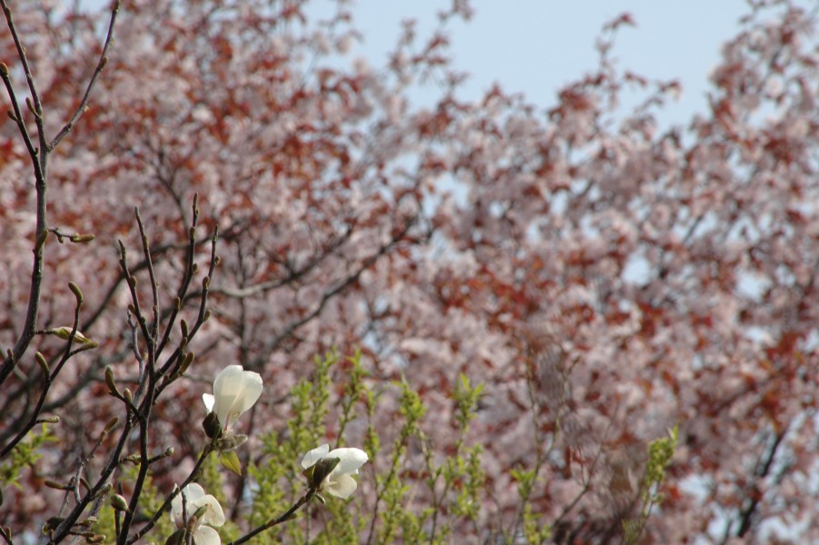 梅は咲いたか、桜はまだかいな_d0098057_5191515.jpg