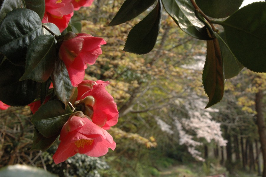 梅は咲いたか、桜はまだかいな_d0098057_5193389.jpg