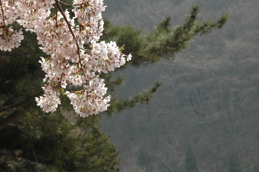 梅は咲いたか、桜はまだかいな_d0098057_5213845.jpg