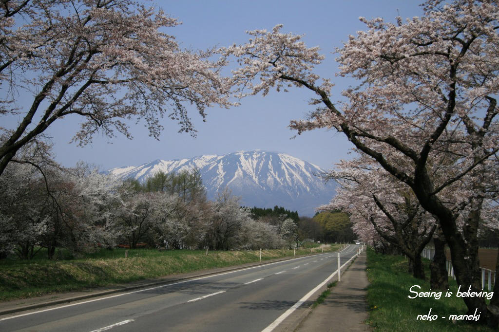 一本桜_c0145362_9281989.jpg