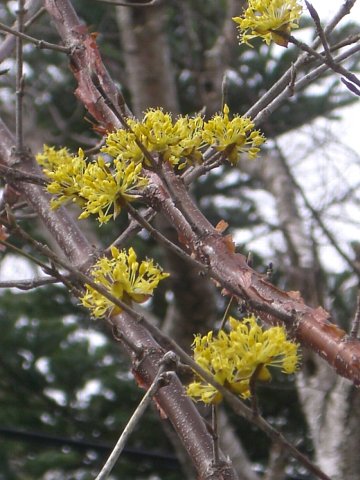 富士桜の山中湖_e0017562_9444510.jpg