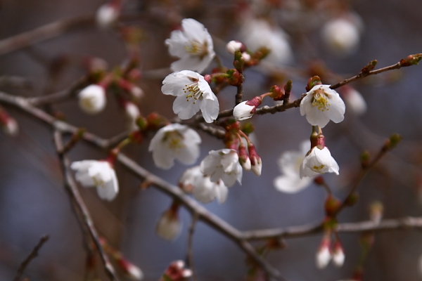 富士桜の花_f0105478_02368.jpg