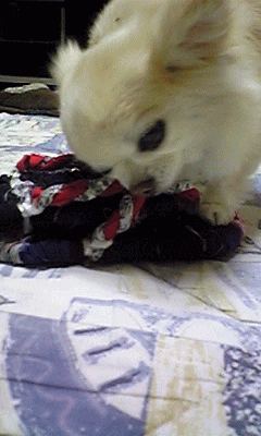 c0088584_12273094.gif