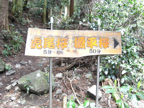 霊峰「福智山」の県内最古の桜「虎尾桜」☆_d0133489_2046084.jpg