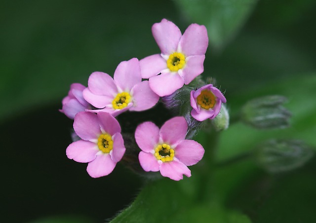 勿忘草・ワスレナグサ 】 を あ・な・た・に ♪ : ☆ 野草デジカメ日記☆