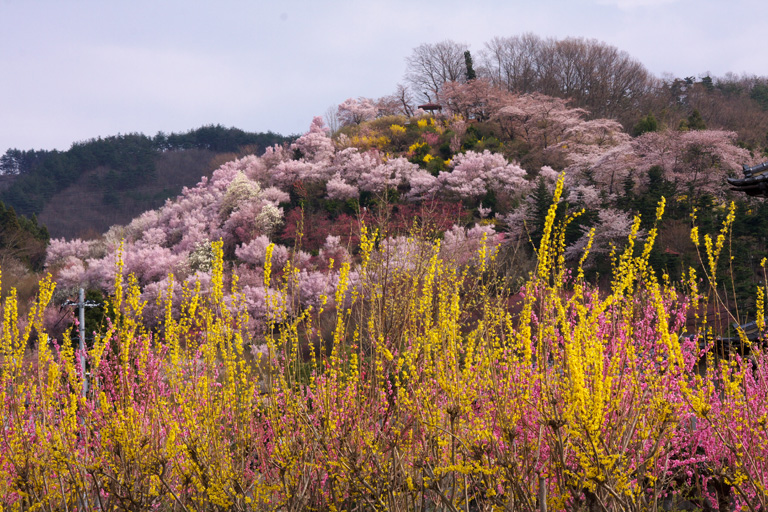 煌めく花見山・その１_d0113707_5152443.jpg