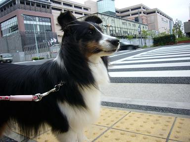 e0130008_20245655.jpg