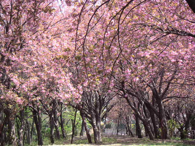 e0146912_23233715.jpg