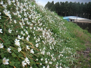 二輪草の咲く道_b0093221_2041109.jpg