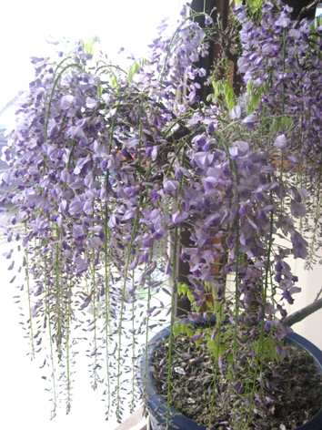 c0038424_8241728.jpg