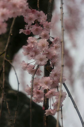 弘前城の桜　満開！_d0038630_2111285.jpg