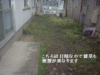 賃貸物件・定期管理・・除草剤散布_f0031037_1754029.jpg