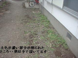 賃貸物件・定期管理・・除草剤散布_f0031037_17563391.jpg