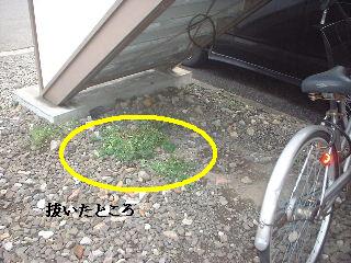 賃貸物件・定期管理・・除草剤散布_f0031037_17585872.jpg