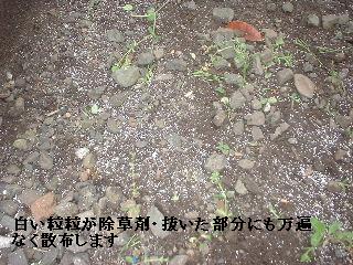 賃貸物件・定期管理・・除草剤散布_f0031037_17592737.jpg