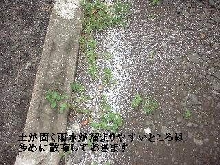賃貸物件・定期管理・・除草剤散布_f0031037_17595291.jpg