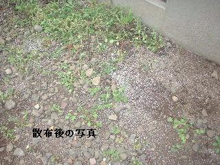 賃貸物件・定期管理・・除草剤散布_f0031037_1805755.jpg